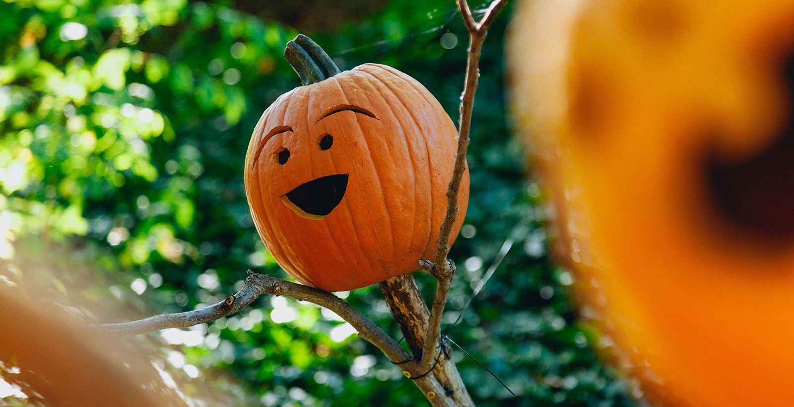 Wir wünschen Ihnen ein schaurig schönes Halloween! wowslider